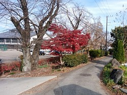 武道館周辺の紅葉風景